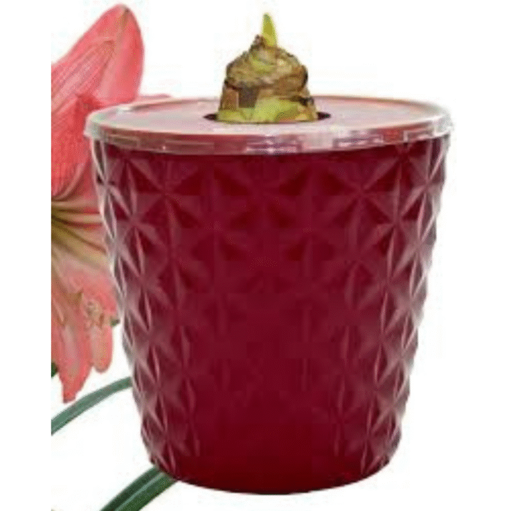 EuroBlooms Amaryllis Ferrari Red Pot Live Plant Indoor Decorative